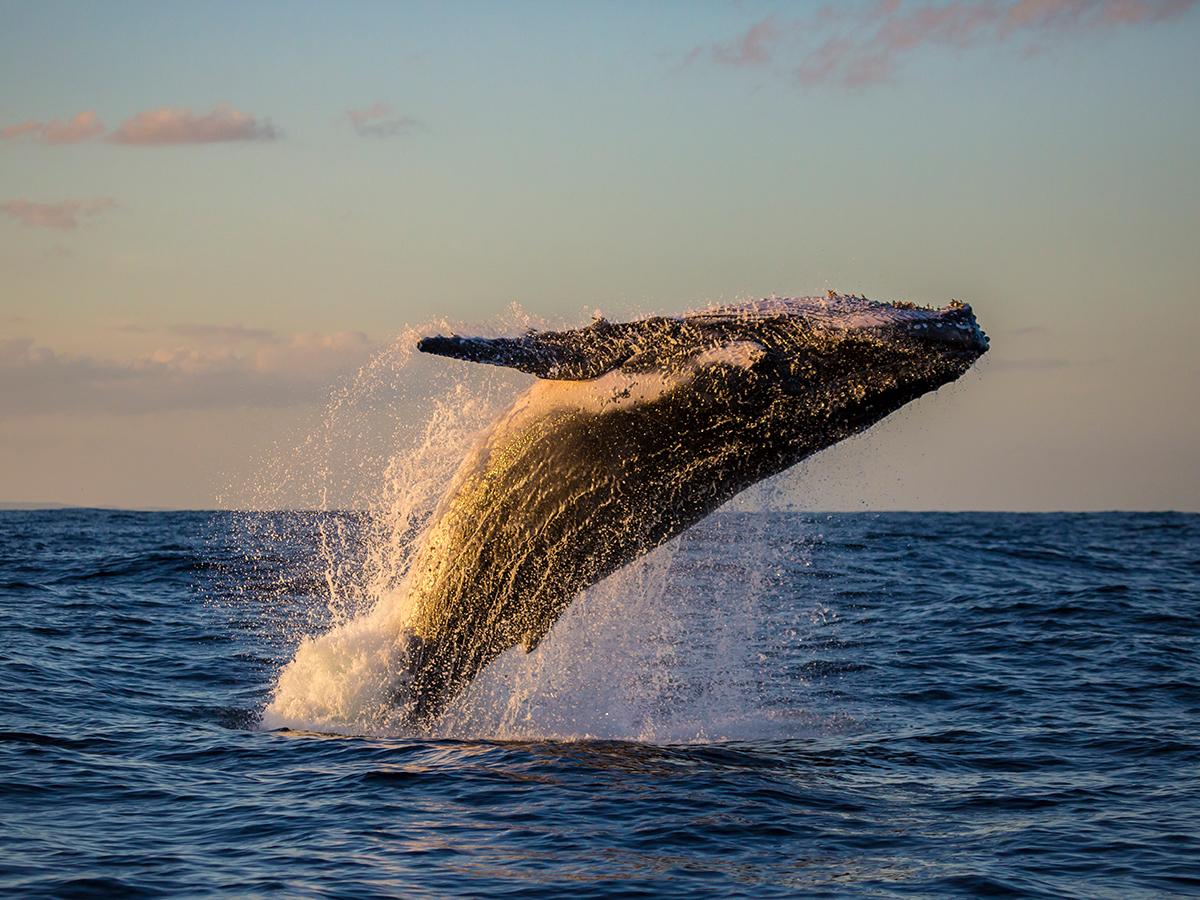 The Whale Coast