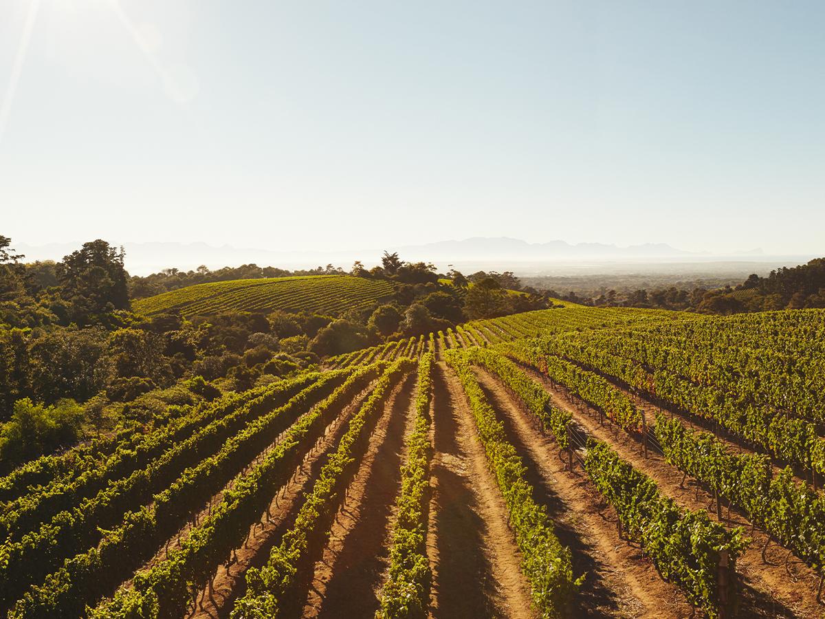 The Wine Country