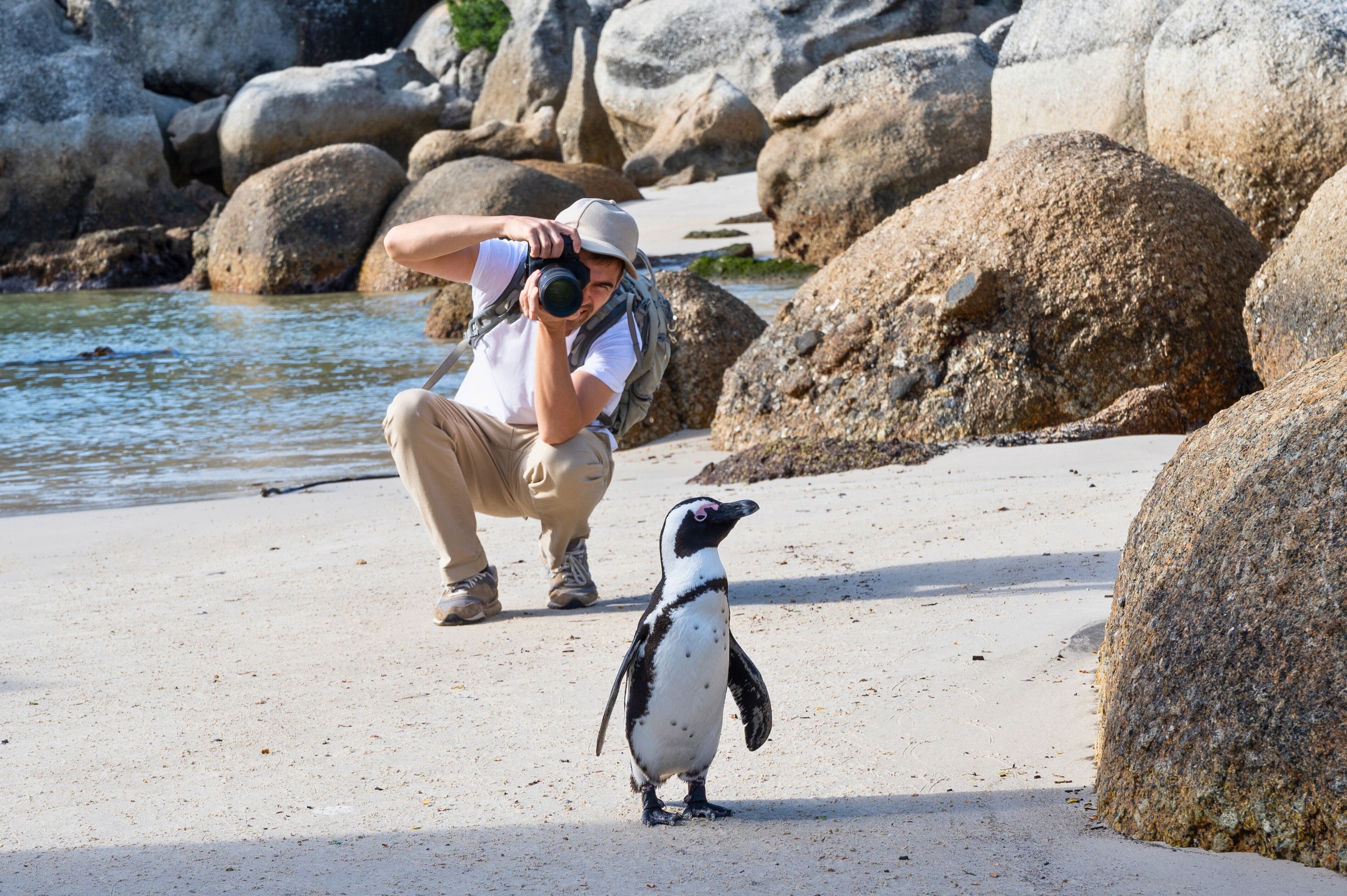 Boulders Beach &amp; the African Penguin