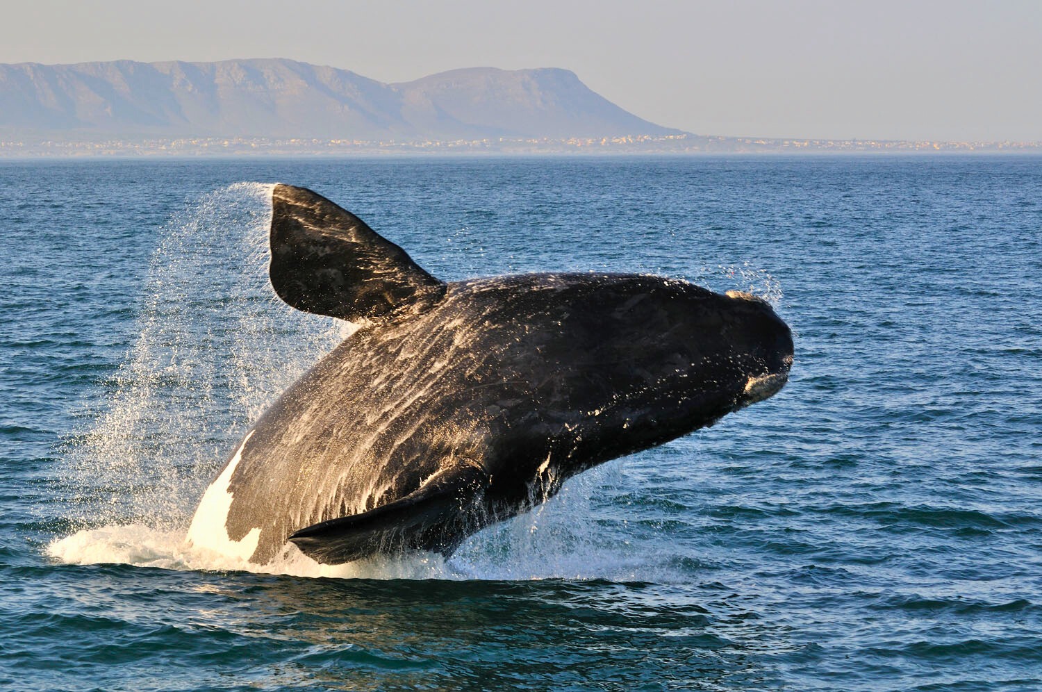 Whale Watching  Boat Ride